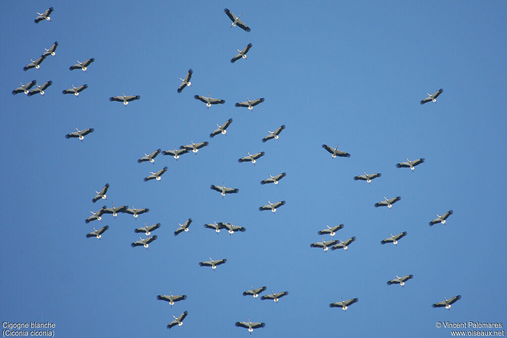 White Stork