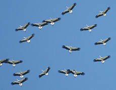 Cigogne blanche