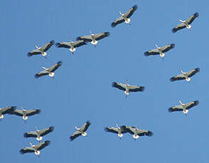 Cigogne blanche