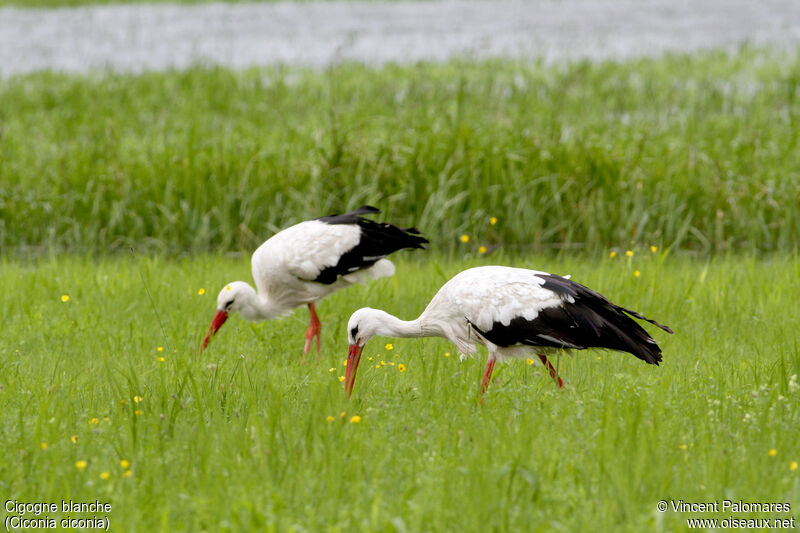 White Stork, walking, eats