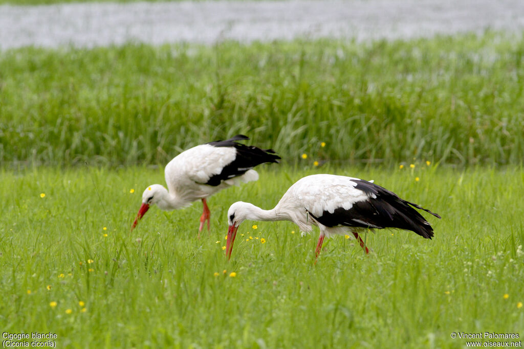 White Stork, walking, eats