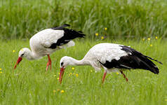 Cigogne blanche