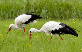 White Stork