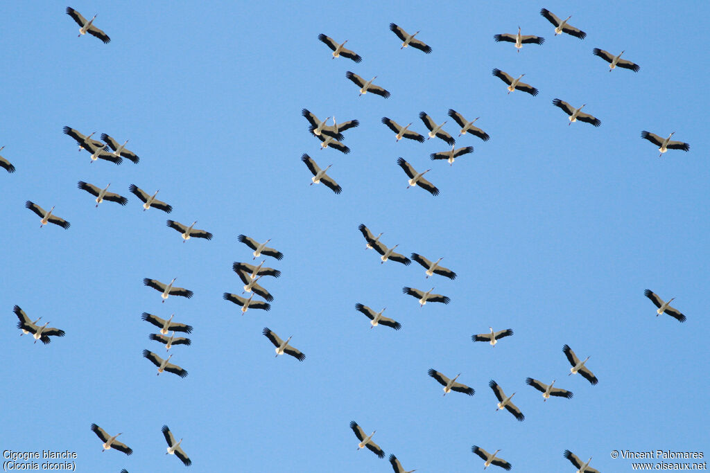 White Stork