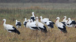 Cigogne blanche