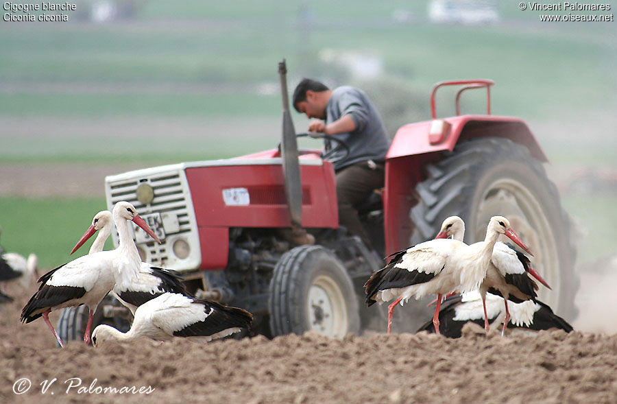 White Stork