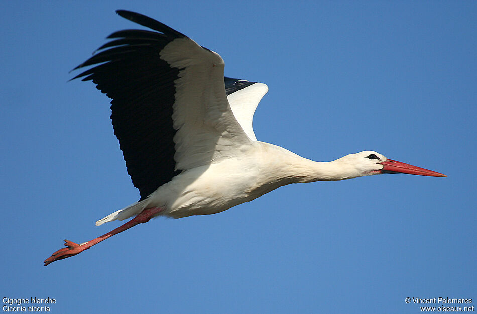 Cigogne blanche