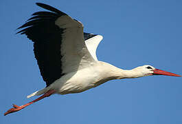 White Stork