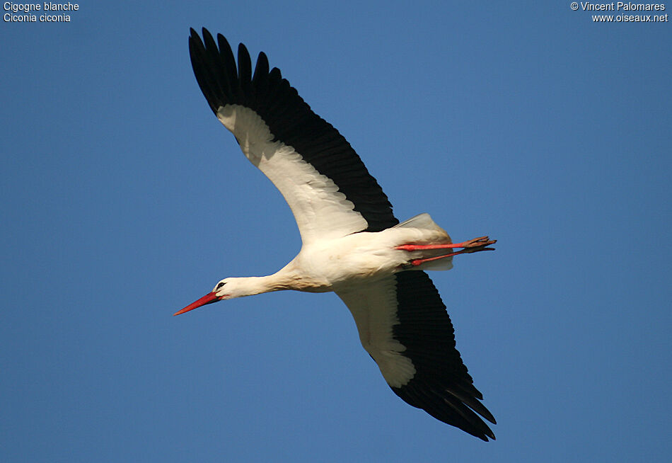 Cigogne blanche