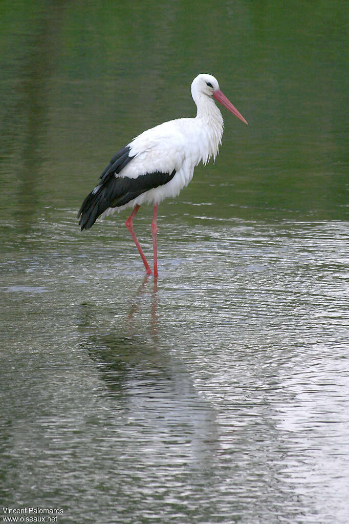 Cigogne blancheadulte, identification