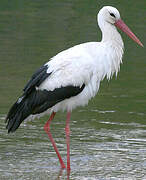 White Stork