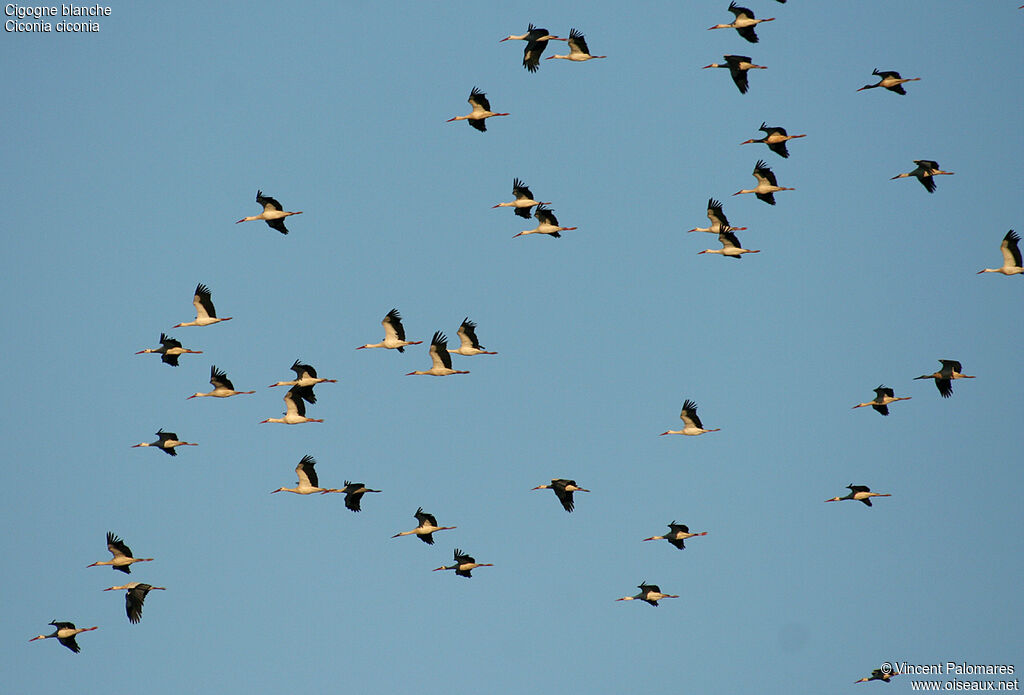 White Stork