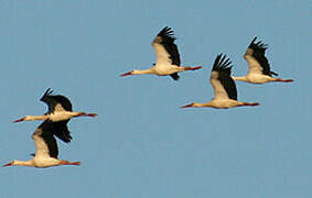 Cigogne blanche