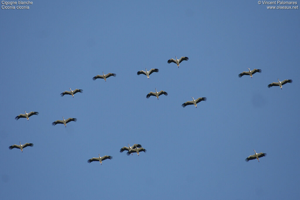 White Stork