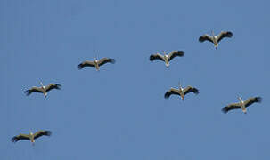 White Stork