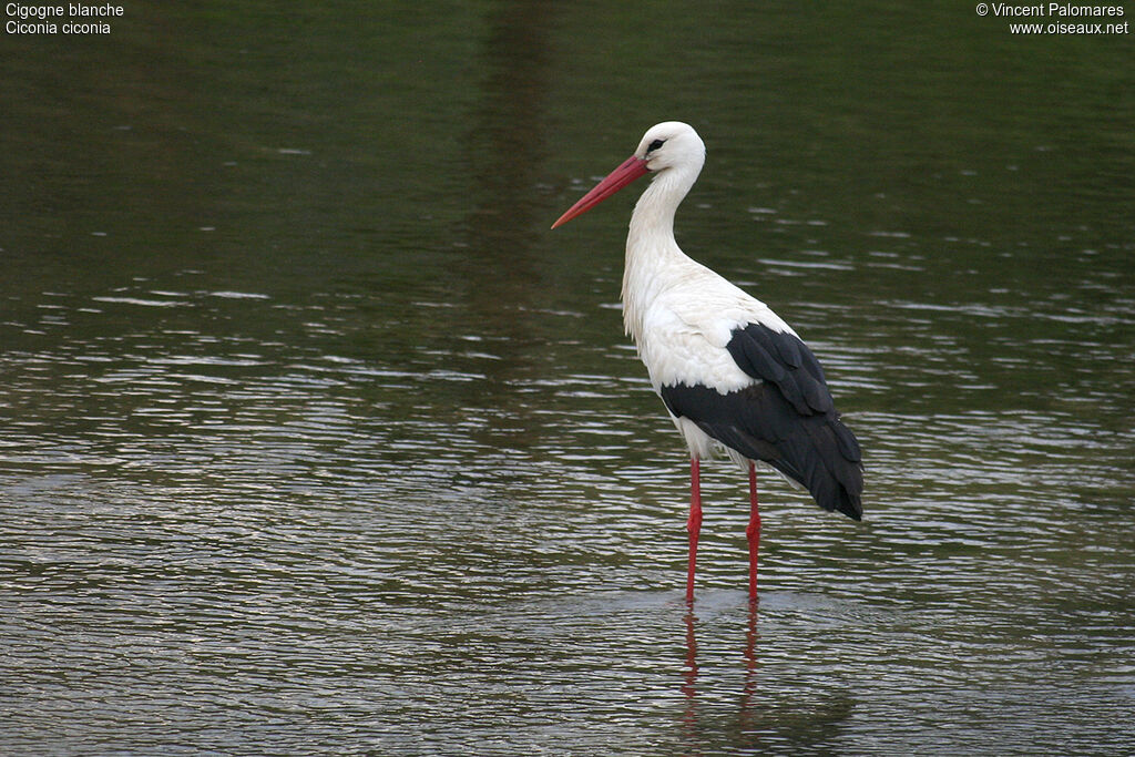 Cigogne blanche