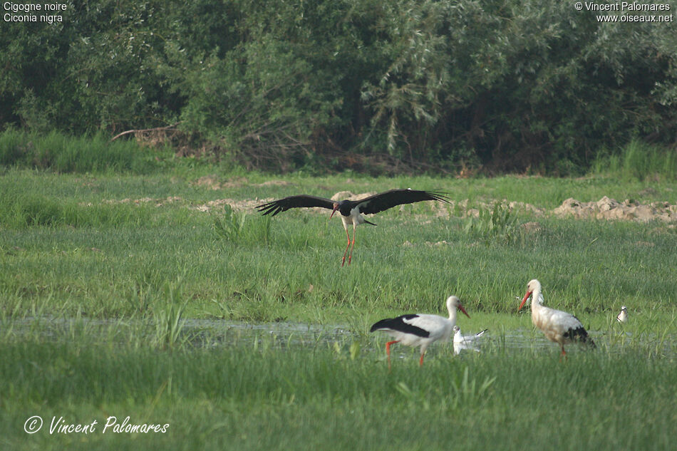 Cigogne noire