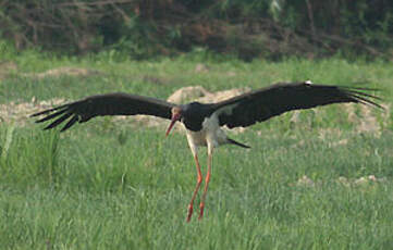 Cigogne noire