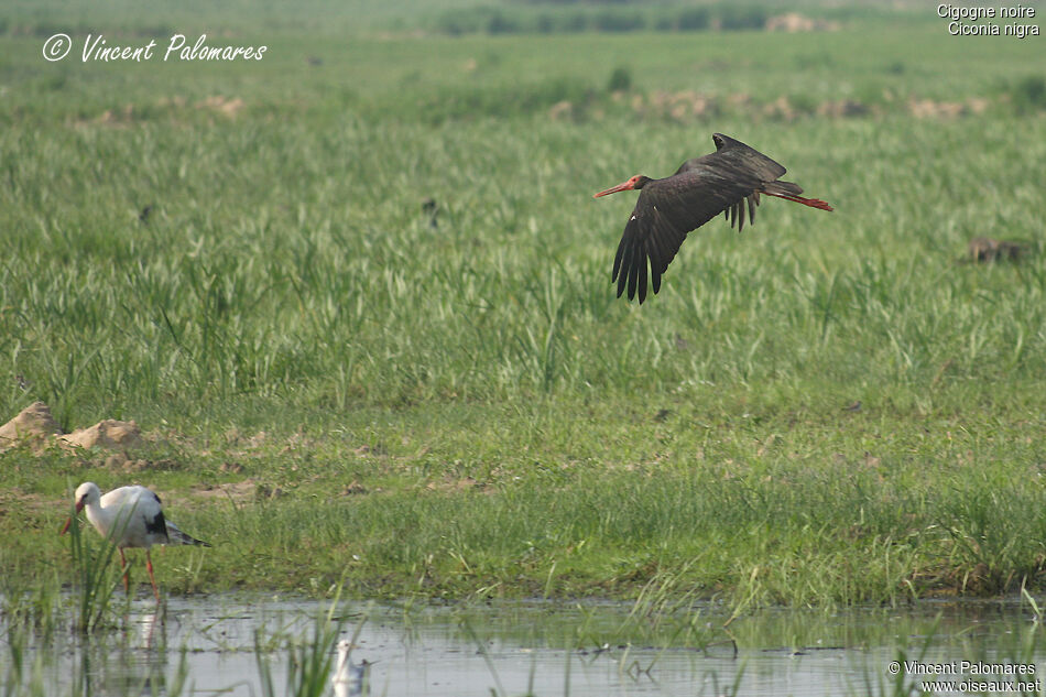 Cigogne noire