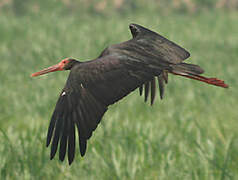 Black Stork