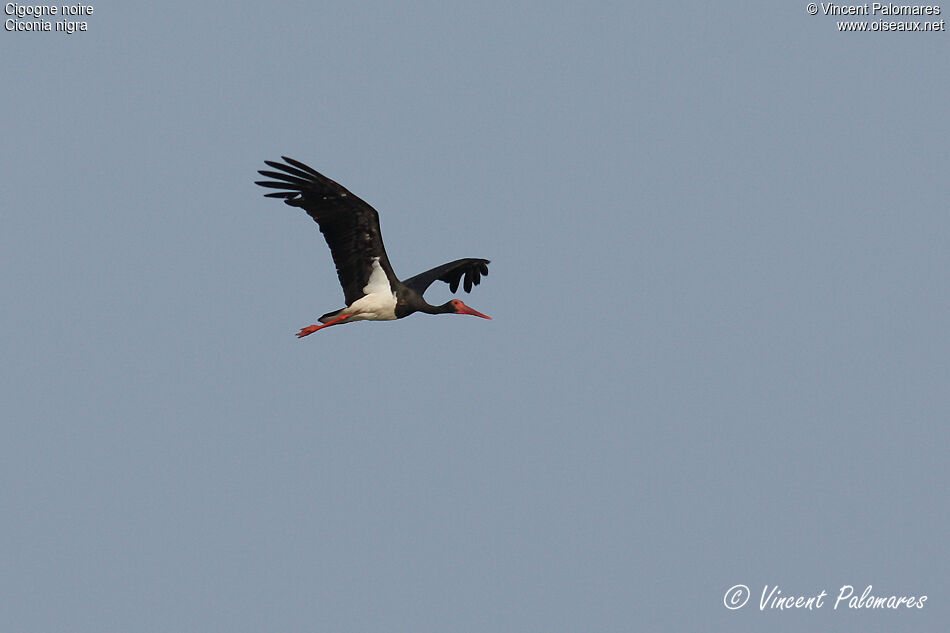 Cigogne noireadulte