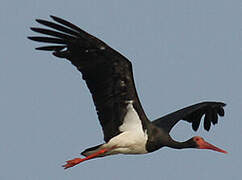 Black Stork