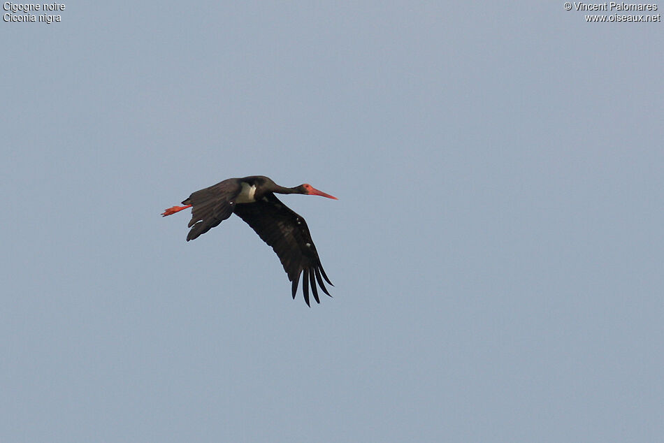 Cigogne noireadulte