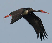 Black Stork