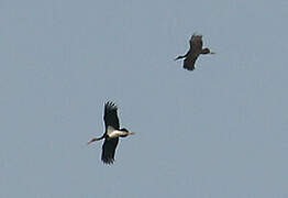 Black Stork