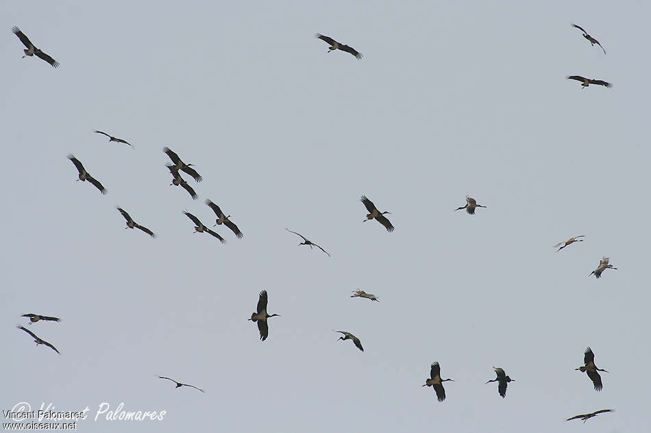 Black Stork