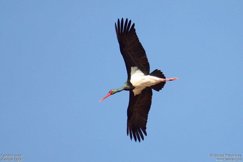 Cigogne noireadulte