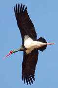 Black Stork