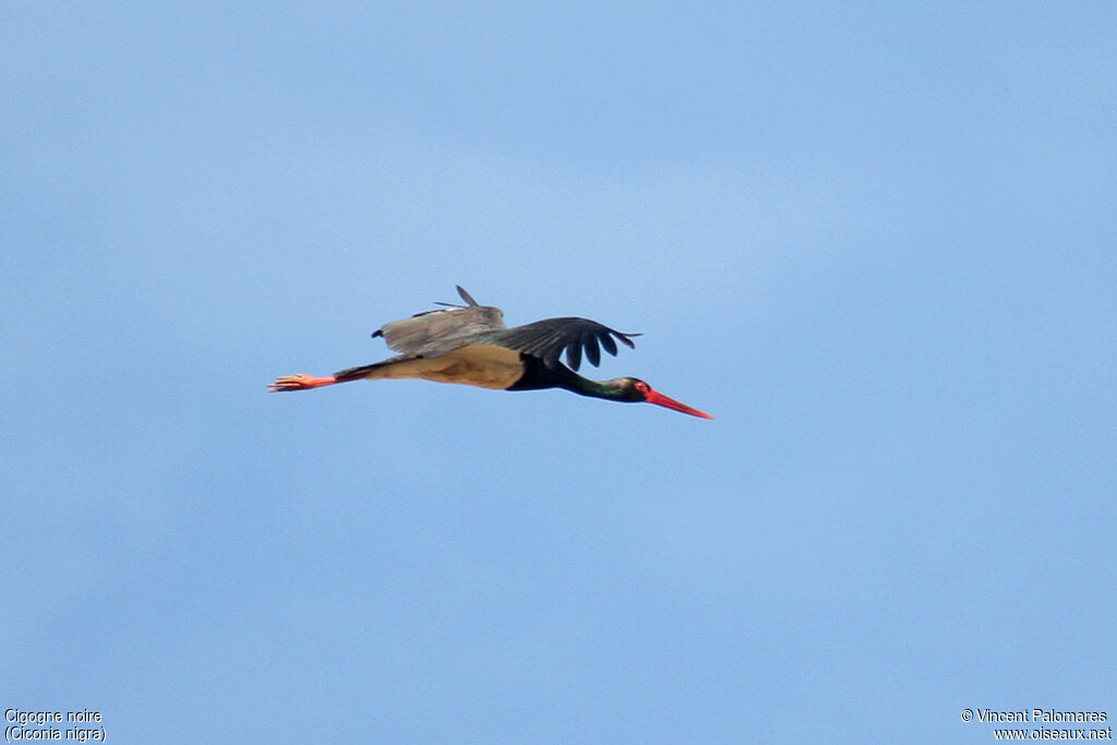 Cigogne noireadulte