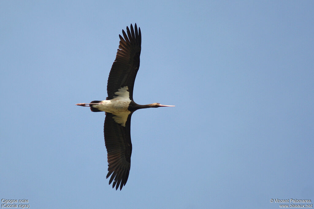 Cigogne noireimmature