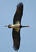 Black Stork