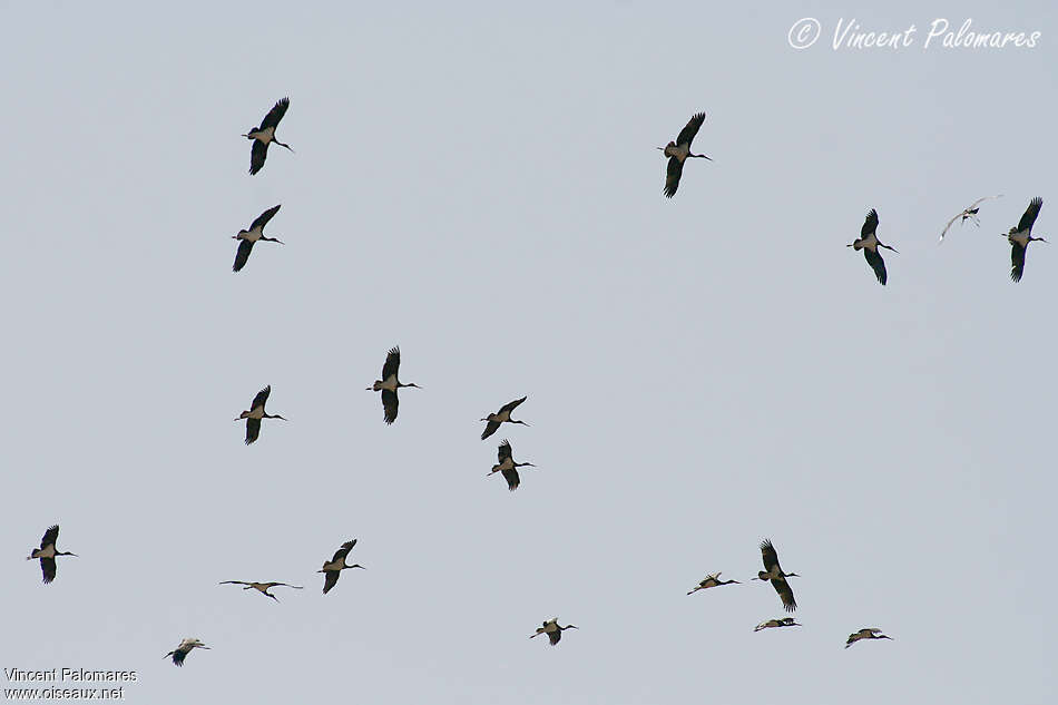 Black Stork, Flight