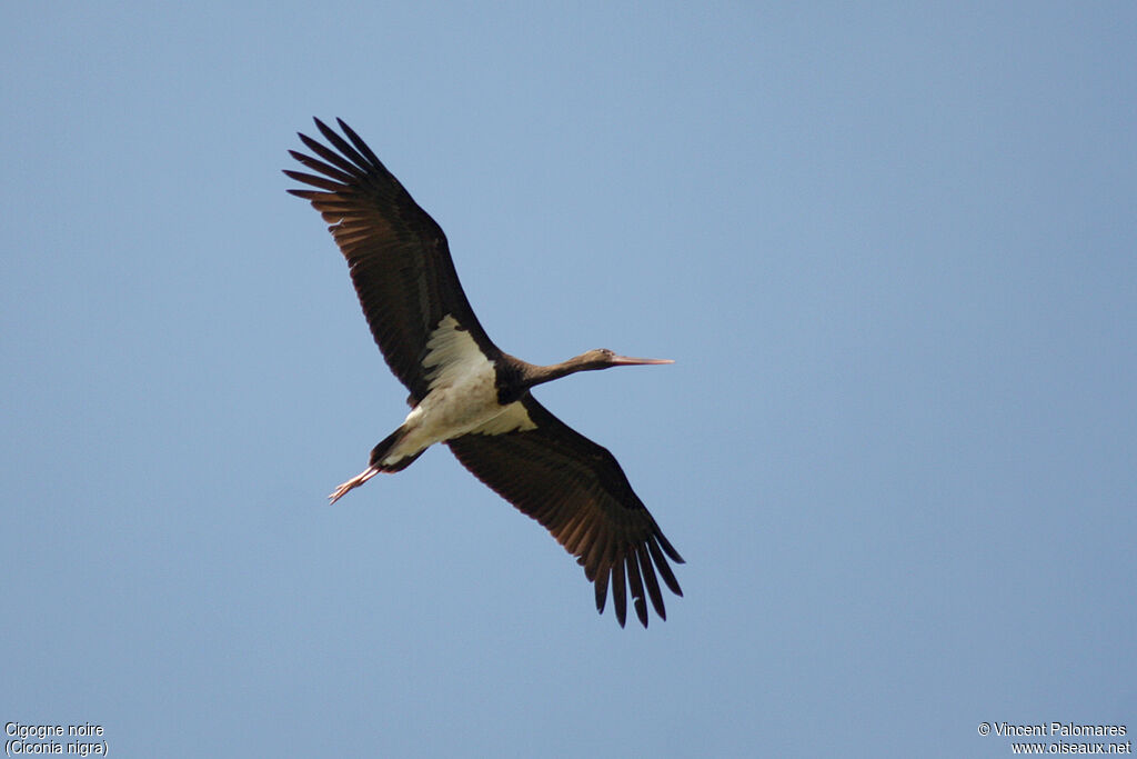 Cigogne noireimmature