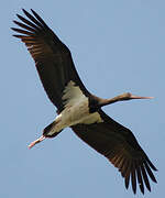 Black Stork