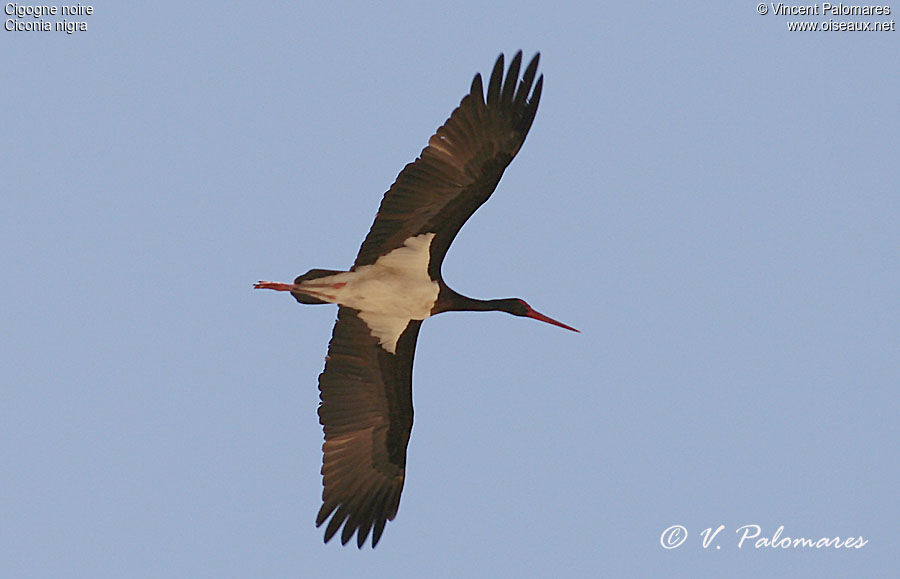 Cigogne noire