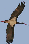 Black Stork