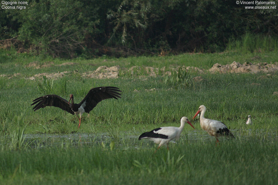 Cigogne noire