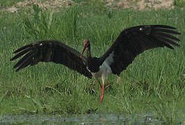 Black Stork