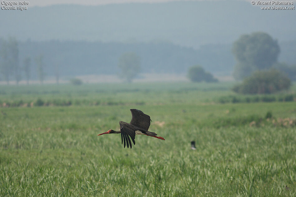 Cigogne noire