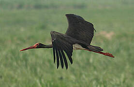 Black Stork