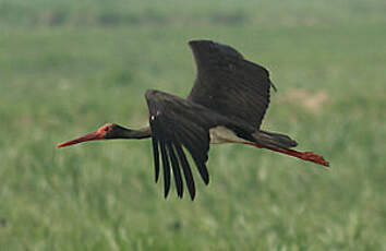 Cigogne noire