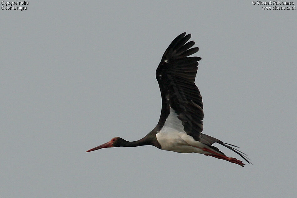 Cigogne noire