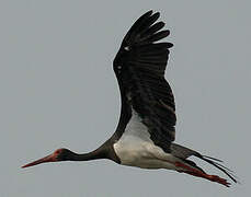 Black Stork