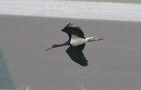 Black Stork