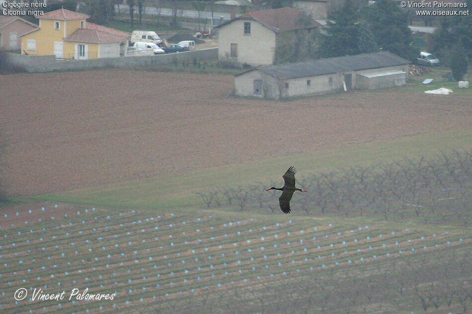 Cigogne noireadulte