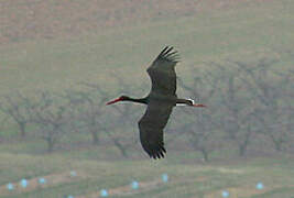 Cigogne noire